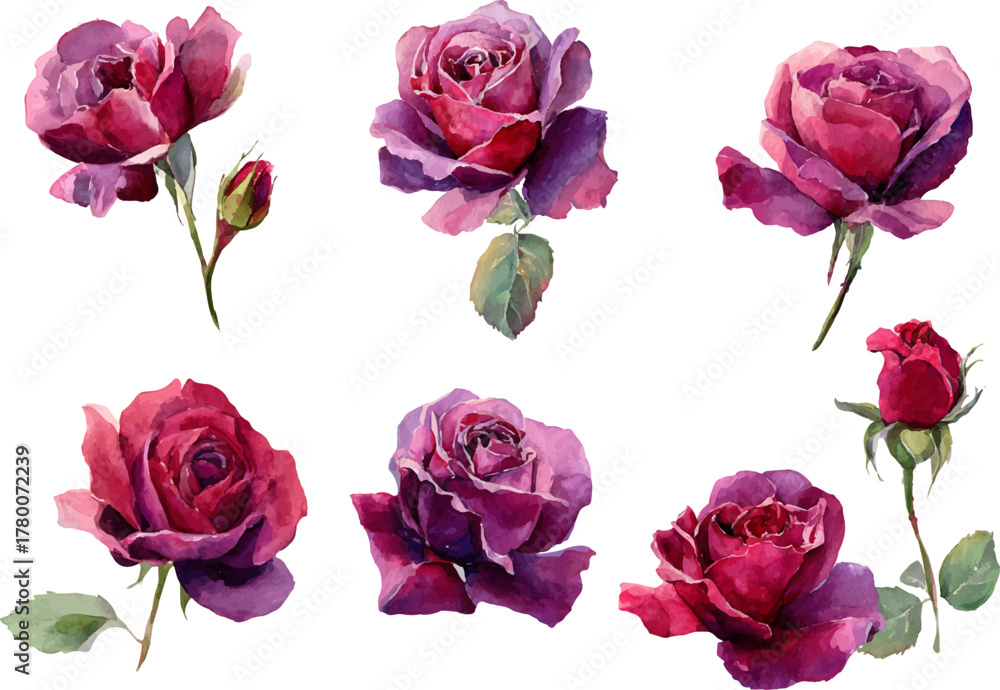 Fototapeta premium set of roses isolated