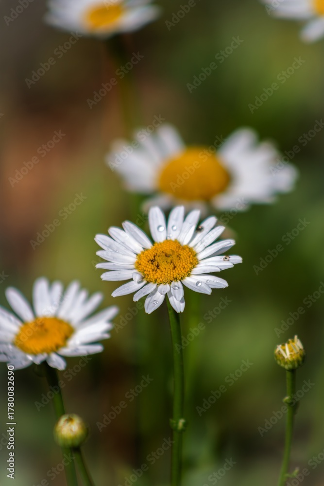 Obraz premium Close-up of white daisies in natural light