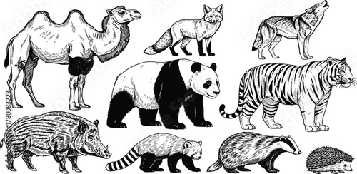 Vintage collection of wild animals in a black and white engraved style. Hand-drawn illustrations featuring a camel, panda, tiger, fox, and wolf