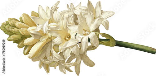 A tuberose flower blooms with its stem
