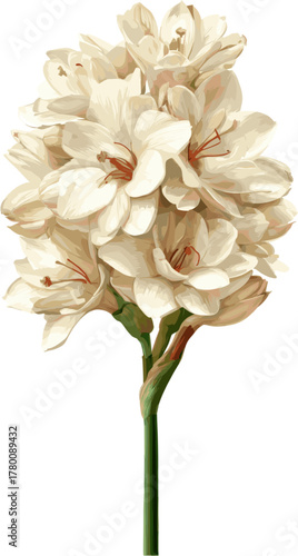 A beautiful sprig of tuberose with clipping path