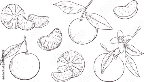 Citrus fruits and leaves line art orange tangerine