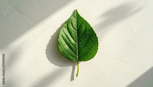 Single Green Leaf With Water Droplets Casting Shadows On A White Surface With Bright Sunlight