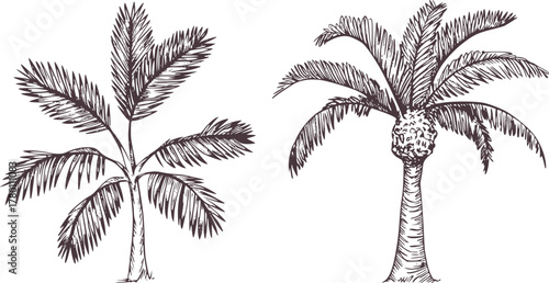 Two palm trees sketched drawing black
