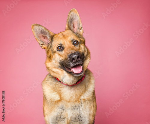 Cute dog on an isolated background studio shot