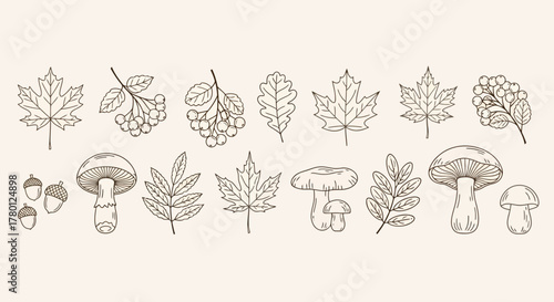 Autumnal Sketches Leaves, Berries, Mushrooms - Hand-Drawn Botanical Art
