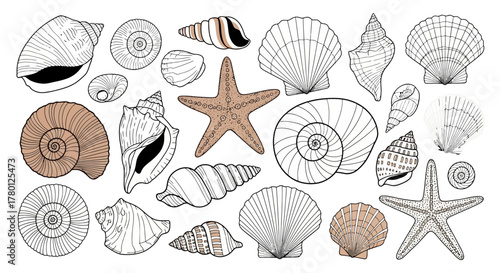 Assorted Seashells and Starfish Outline Illustration