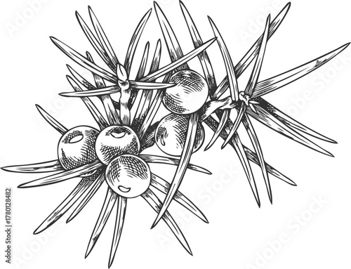 Juniper branch with berries engraved hand drawn illustration, coniferous botanical vector sketch, evergreen bush plant