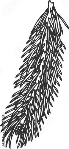 Siberian fir tree branch engraved hand drawn vector illustration, conifer evergreen Christmas decoration, forest scent