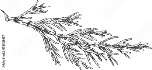 Cypress tree branch engraved hand drawn vector illustration, conifer evergreen plant, Christmas decoration, forest scent