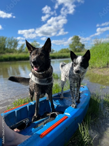 Canvas Print Dogs.standing in kayak on lake
