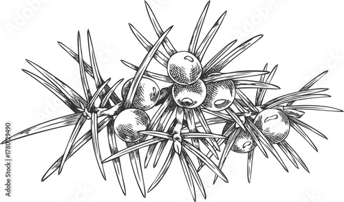Juniper branch with berries engraved hand drawn vector illustration, coniferous botanical sketch, evergreen bush plant