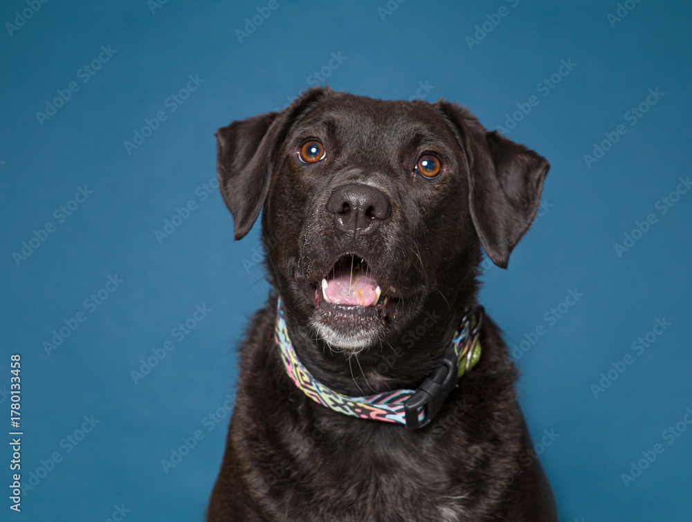 Fototapeta premium Cute dog on an isolated background studio shot