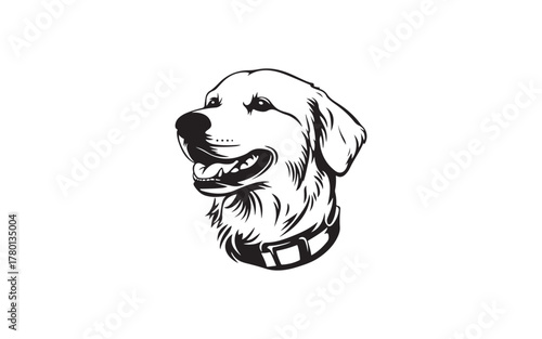 labrador retriever dog