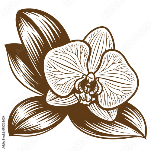 Detailed vintage art illustration of a beautiful brown orchid flower with delicate petals and leaves