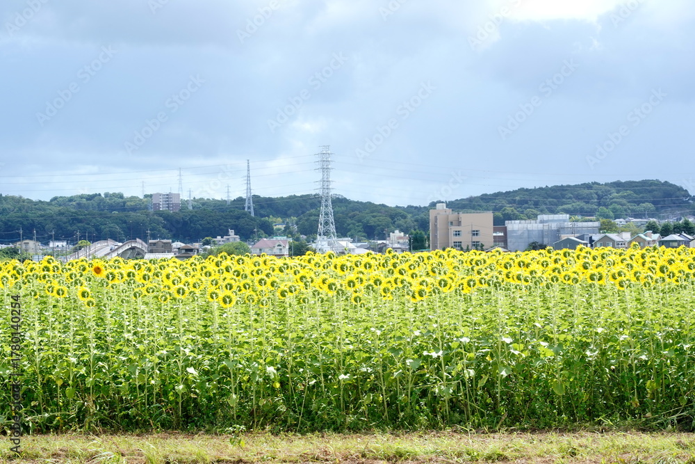 Obraz premium 青い空と白い雲の下に広がる鮮やかな黄色のヒマワリ畑とその後ろに見える送電鉄塔や都市の建物を捉えた夏の風景です