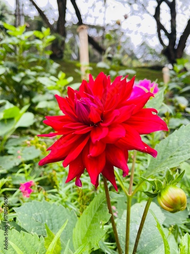 red flowers in the garden