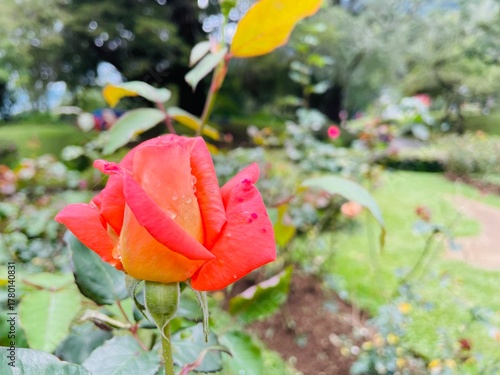 red and yellow rose