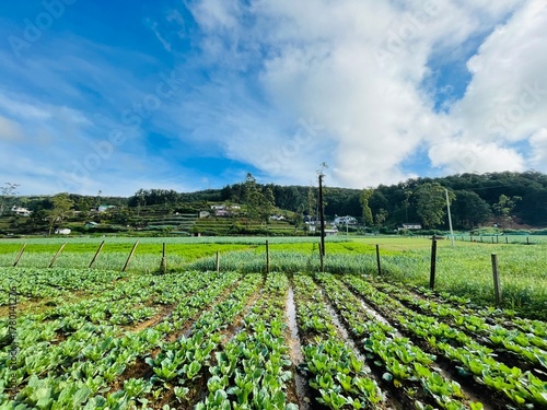 green field with blue sky