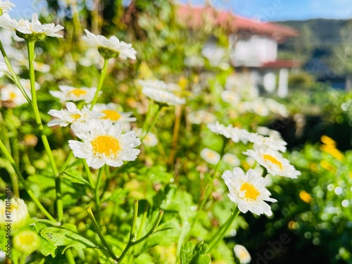 daisies in the garden