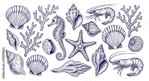Collection of marine life including seashells, starfish, seahorse, coral, and shrimp, handdrawn sketch style