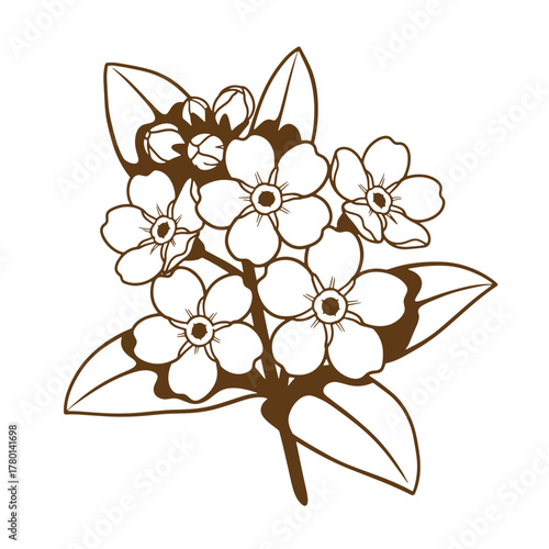 Elegant vintage art illustration featuring brown line art forget me not flowers on white