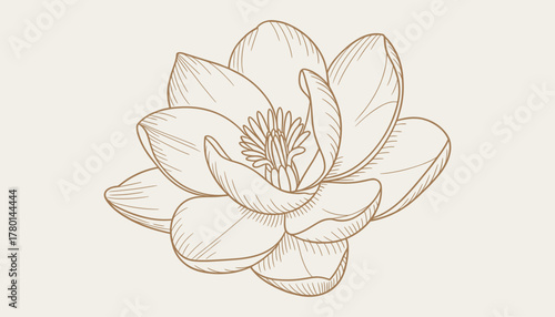 Hand drawn brown outline of a blooming lotus flower with detailed petals and stamen on a light beige background