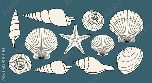 A collection of various seashells and a starfish arranged on a dark teal background.