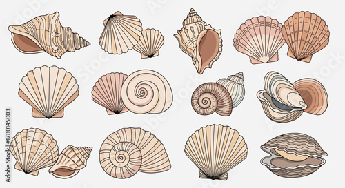 Illustration of various seashells, including scallops, conches, and other marine mollusks.