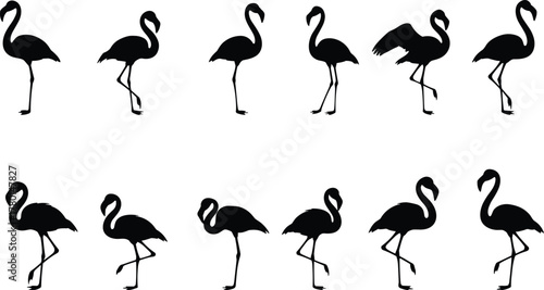 Flamingo silhouettes in diverse standing and walking poses, tropical bird concept, cad drawing flat vector illustration, wildlife design reference art