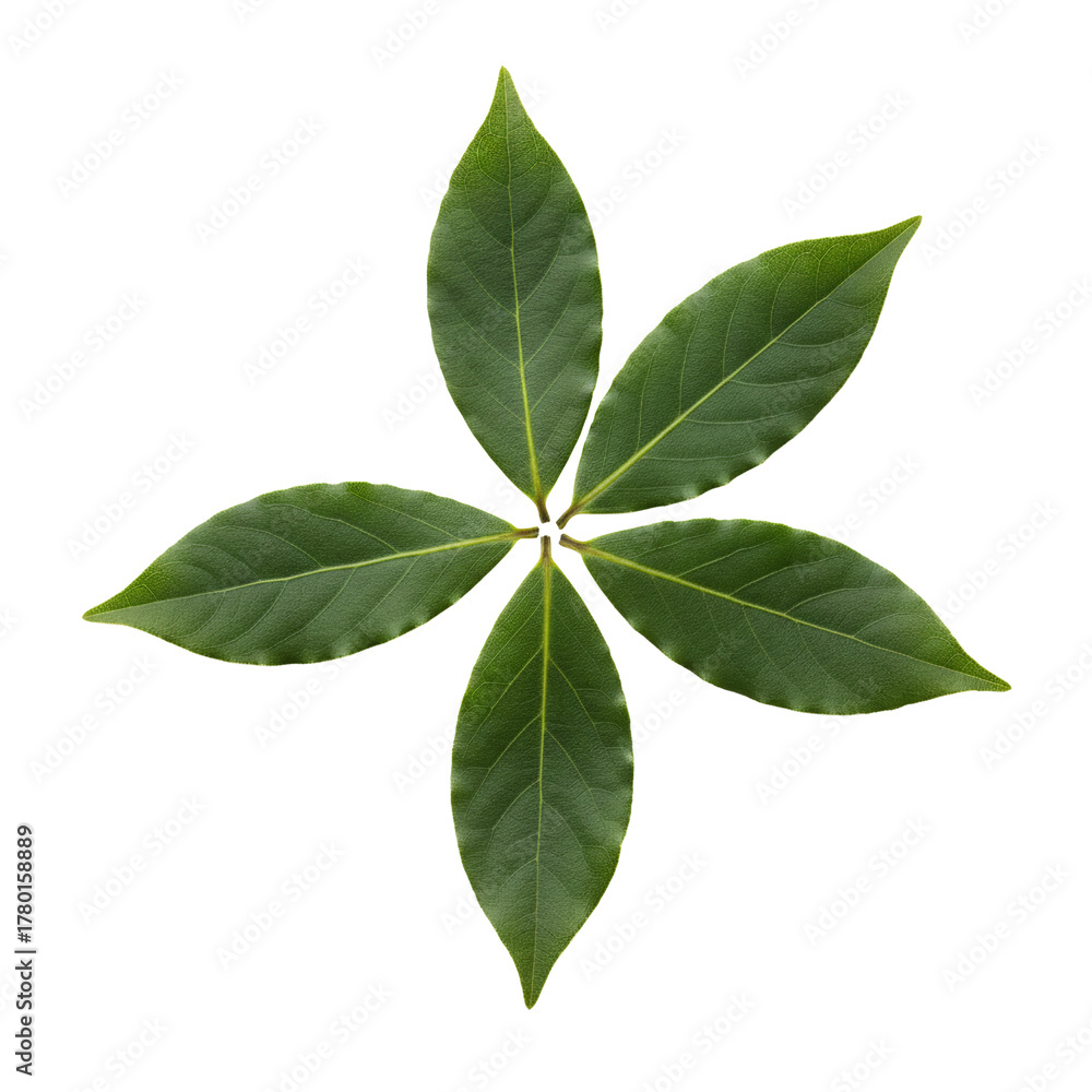 Fototapeta premium Symmetrical arrangement of bay laurel leaves