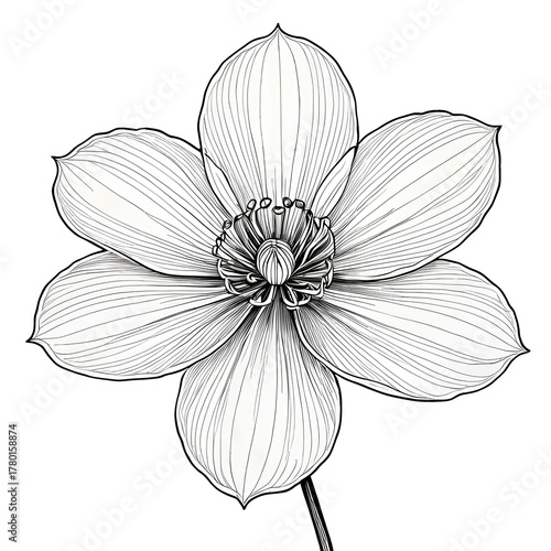 Detailed black and white line art of a single flower with delicate petals and fine veins on a black background. Elegant botanical illustration perfect for coloring books, design, and art prints.