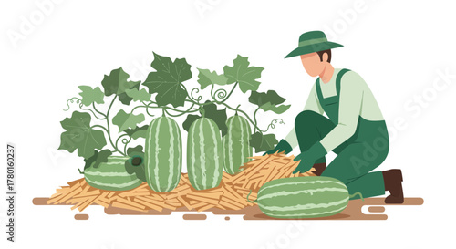 A Gardener Harvests Ripe Watermelons From Vines On A Sunny Day Illustration
