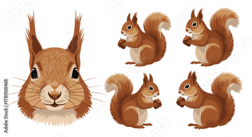 Cute red squirrel illustrations, showcasing a detailed face and several full-body poses holding an acorn, on a white background.