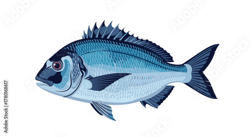 An illustrative depiction of a sea bream, rendered in cool blue and grey tones, showcasing its distinct scales and fins.