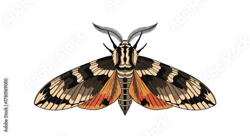 A vibrant illustration of a moth with detailed black, brown, beige, and orange patterns on its wings and body, isolated on white.