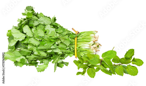 Tableau sur toile realistic photograph showing a large, vibrant bundle of fresh cilantro (coriander) tied together, placed next to fragrant green mint sprigs, isolated on black