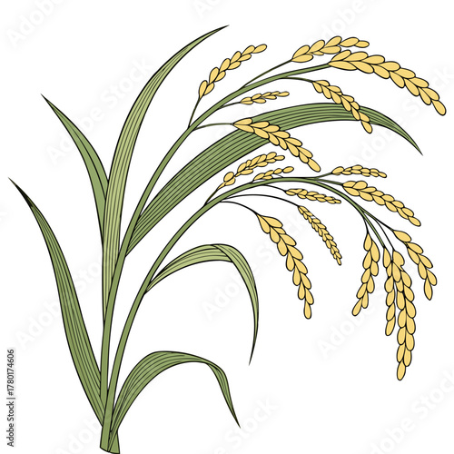 Rice Plant Vector Illustration Black Silhouette of Paddy Ears and Leaves Isolated on White Background