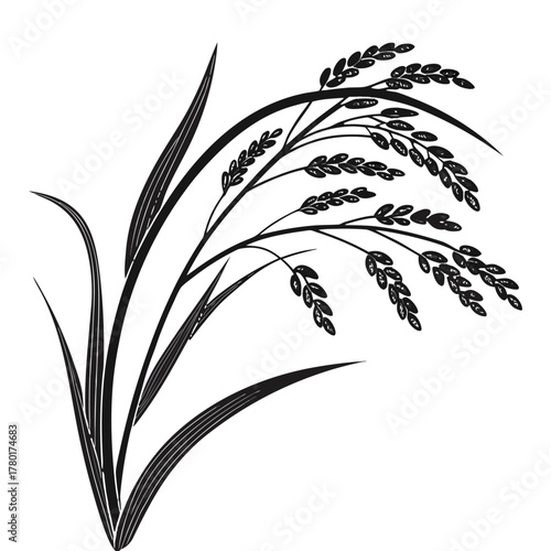 Rice Plant Vector Illustration Black Silhouette of Paddy Ears and Leaves Isolated on White Background