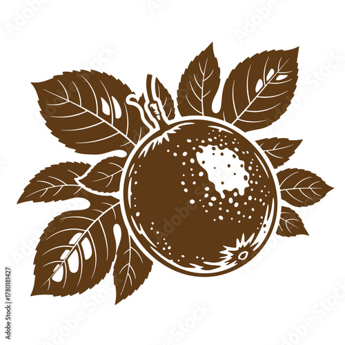 Vintage art illustration of a brown fig fruit with leaves on a white background