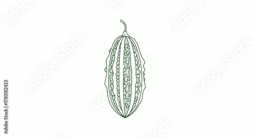 Bitter Melon Illustration: A Detailed Botanical Line Drawing On White Background