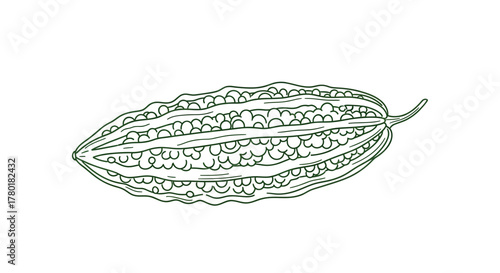 Bitter Melon Illustration: A Simple But Artistic Line Drawing on White Background