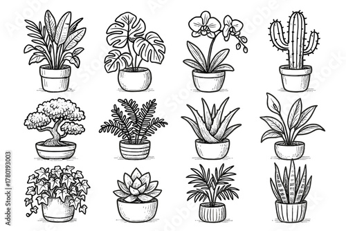 Home orchid succulent icon palm vector monstera lily icons tropical peace plant