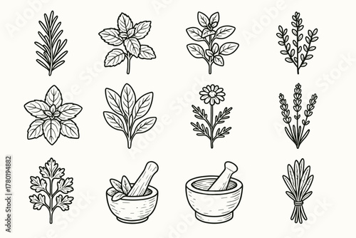 Herb chamomile parsley bundle icon vector thyme rosemary herbal pestle collection herbs
