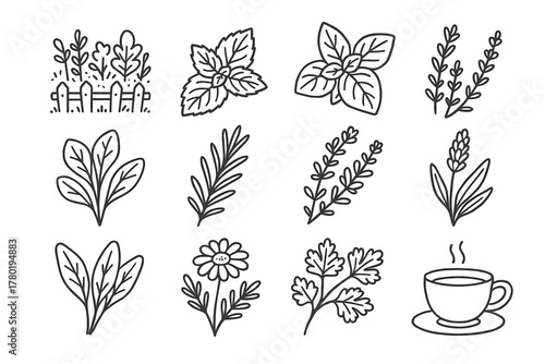 Thyme sage lavender leaf vector rosemary herb icon jar chamomile set herbal