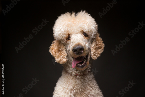 Cute dog on an isolated background studio shot