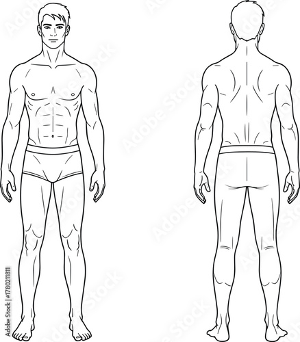 Front and back male body anatomy illustration showing muscular structure, fitness reference, human proportion diagram for medical, health, and anatomy study.