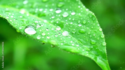Explore the serene beauty of a natural environment after a rain shower, with lush foliage glistening under soft, diffused light, highlighting organic textures.