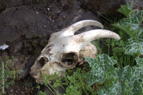 muerte y naturaleza, craneo con cuernos en medio de la naturaleza.