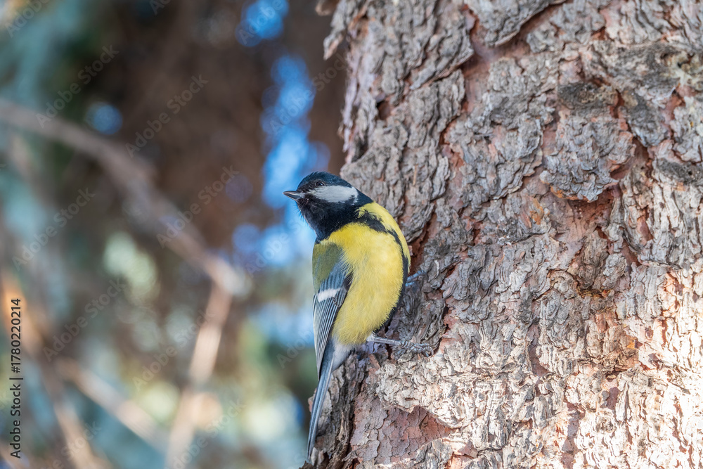 Obraz premium A tit is looking for food on a tree trunk.